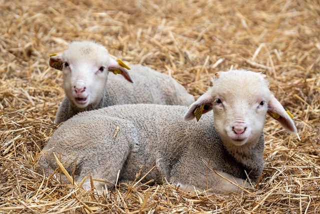 De 7 billigste typer strøelse – og hvor du køber dem